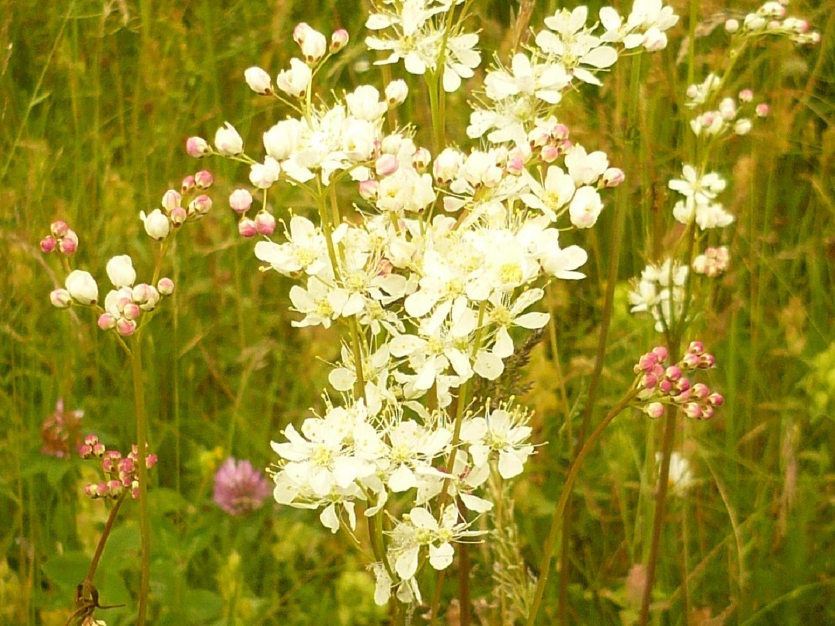 Filipendula vulgaris (Rosaceae)